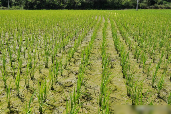 大旱年是196几年_农历八月初一天气预测_旱不旱看八月初一