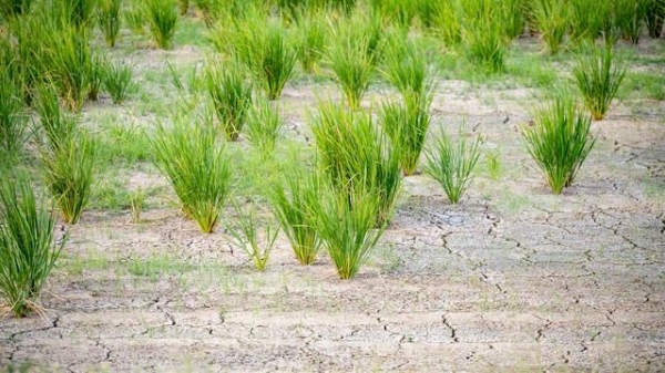 农历八月初一天气预测_旱不旱看八月初一_大旱年是196几年