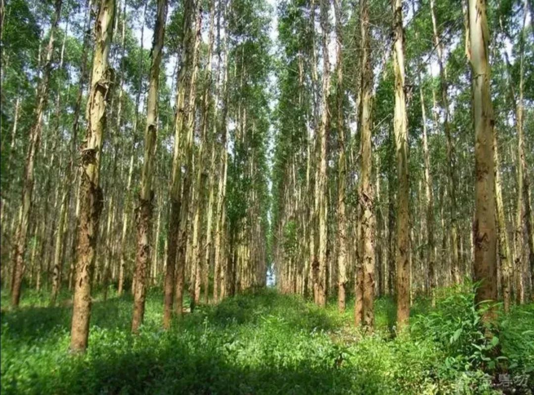 朱有勇院士水稻上山影响_云南大旱猜一字_云南干旱原因分析